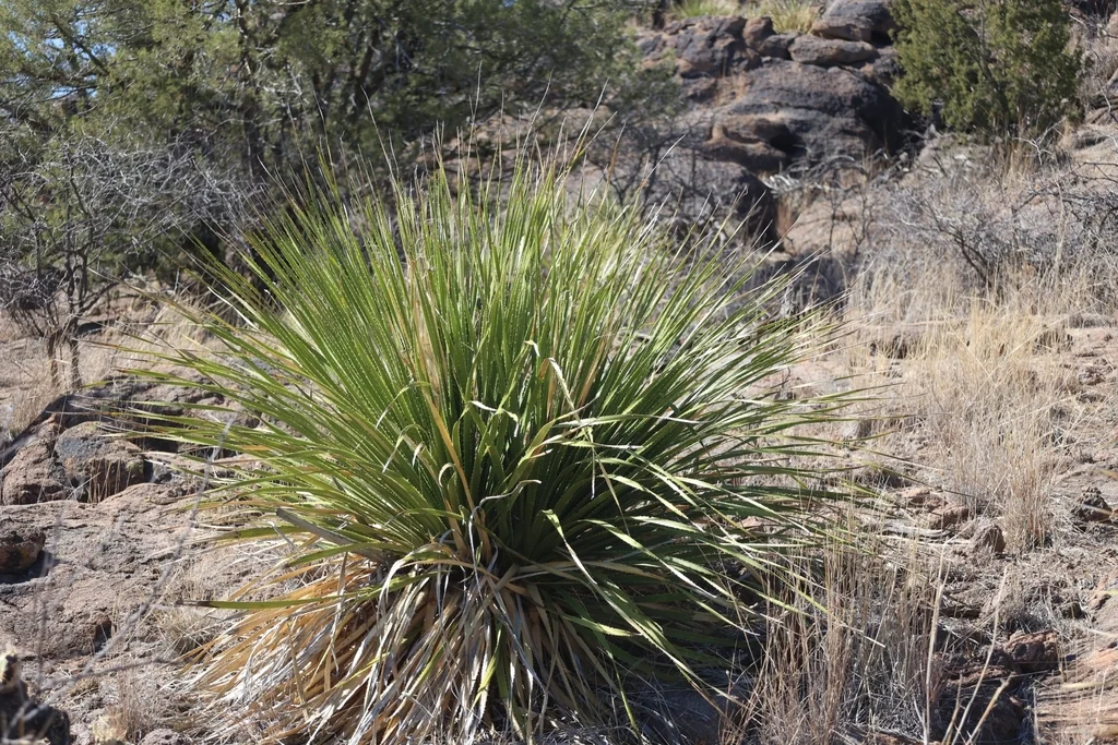 Dasylirion Leiophyllum