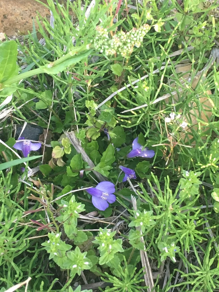 Mazus Reptans