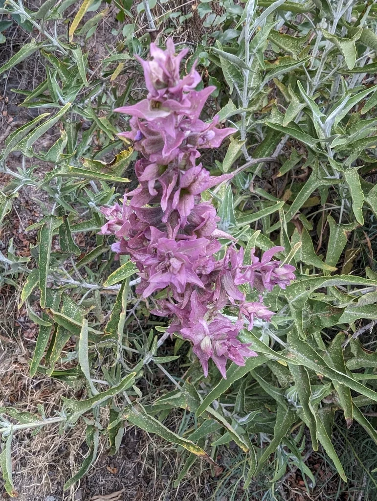 Salvia Canariensis