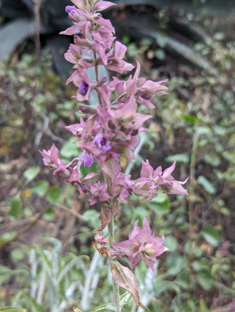 Salvia Canariensis