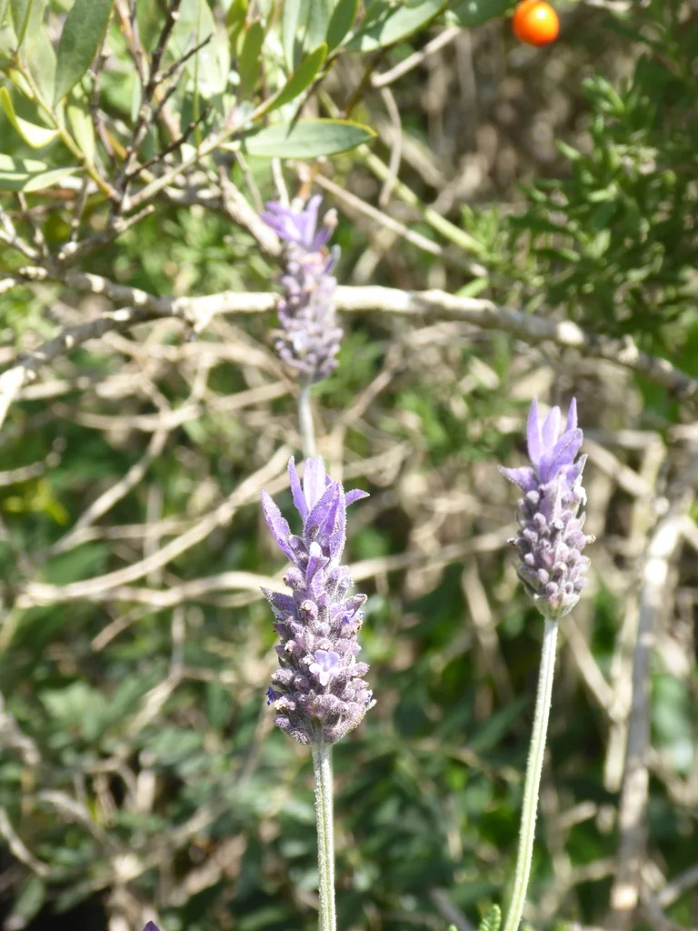 Lavandula Dentata