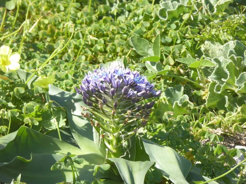 Scilla Peruviana