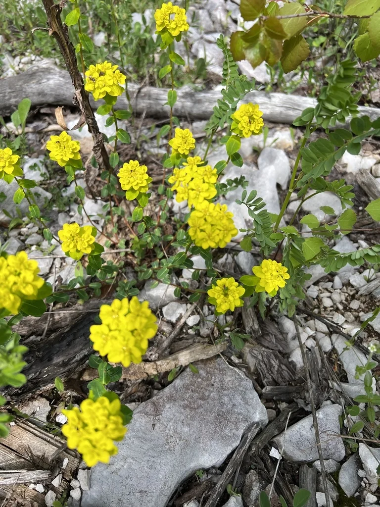 Euphorbia Polychroma