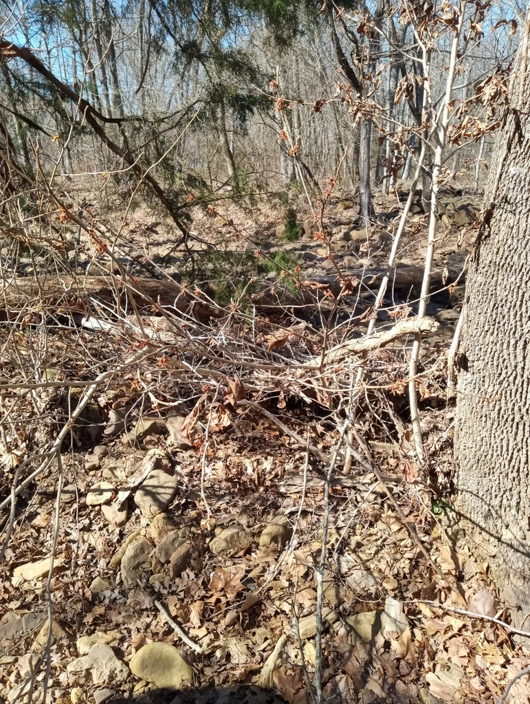 Hamamelis Vernalis