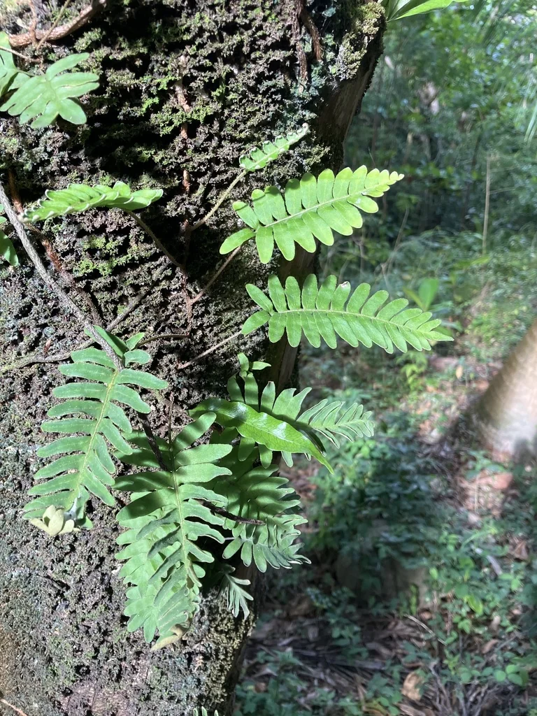 Pleopeltis polypodioides