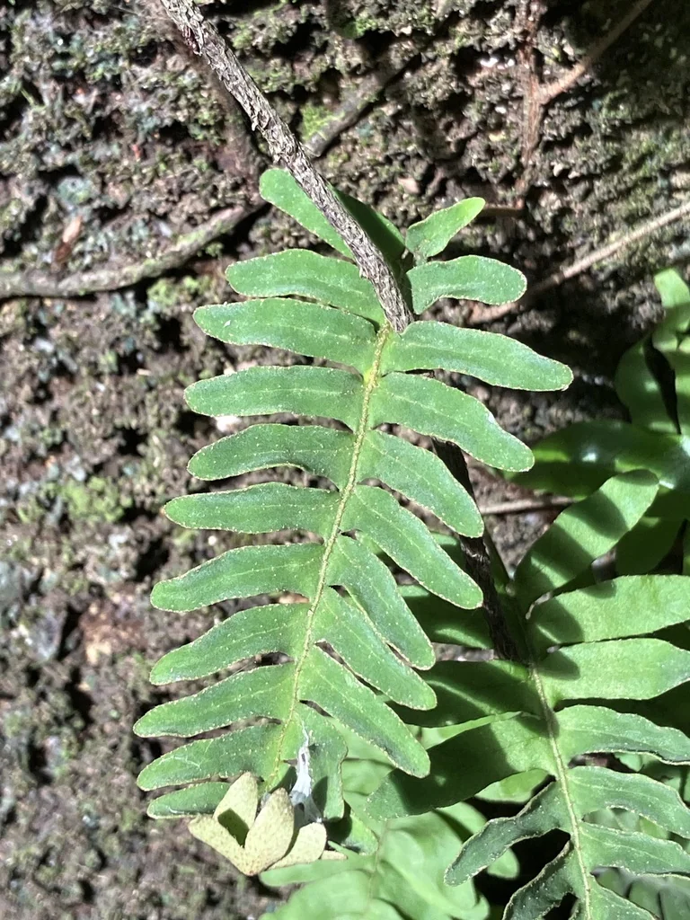Pleopeltis polypodioides