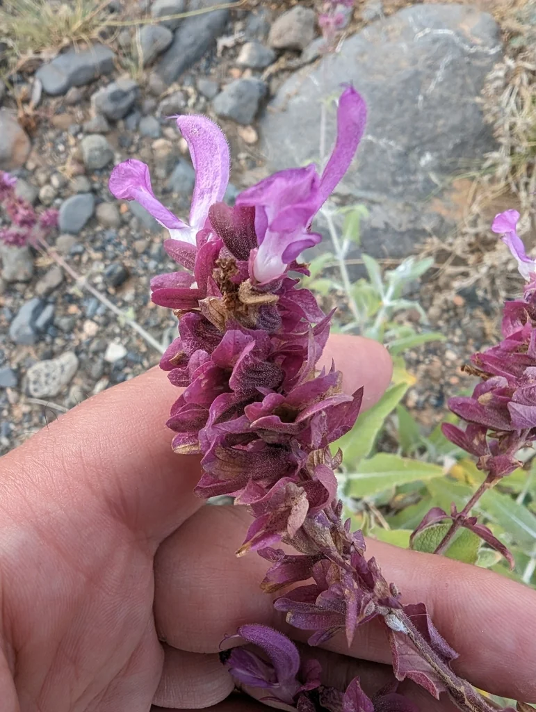 Salvia Canariensis