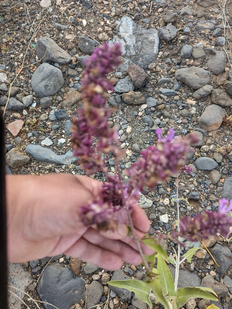 Salvia Canariensis