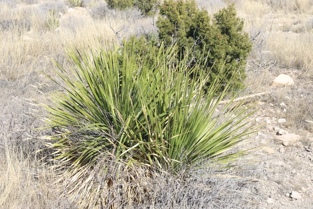 Dasylirion Leiophyllum
