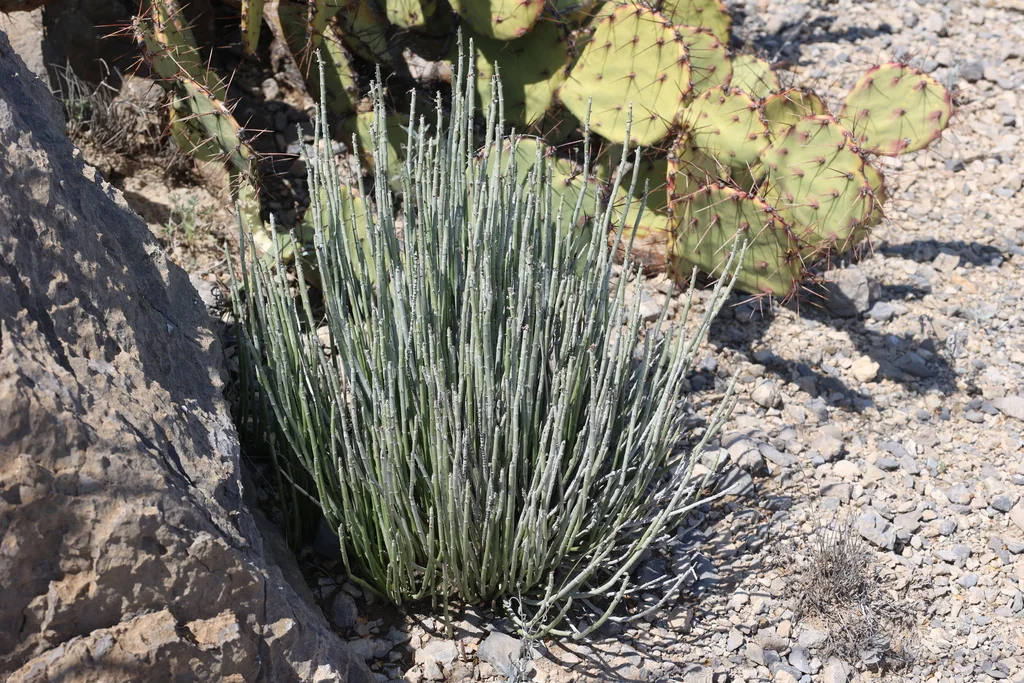 Euphorbia Antisyphilitica