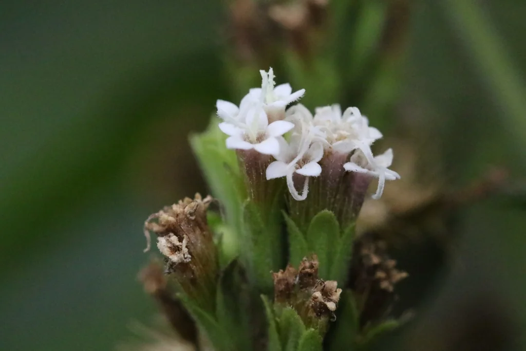 Stevia Rebaudiana