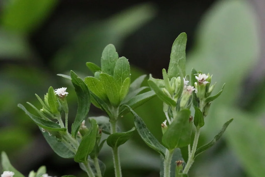 Stevia Rebaudiana