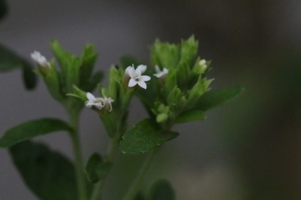Stevia Rebaudiana