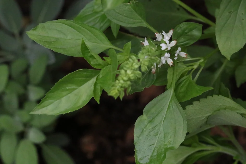 Stevia Rebaudiana