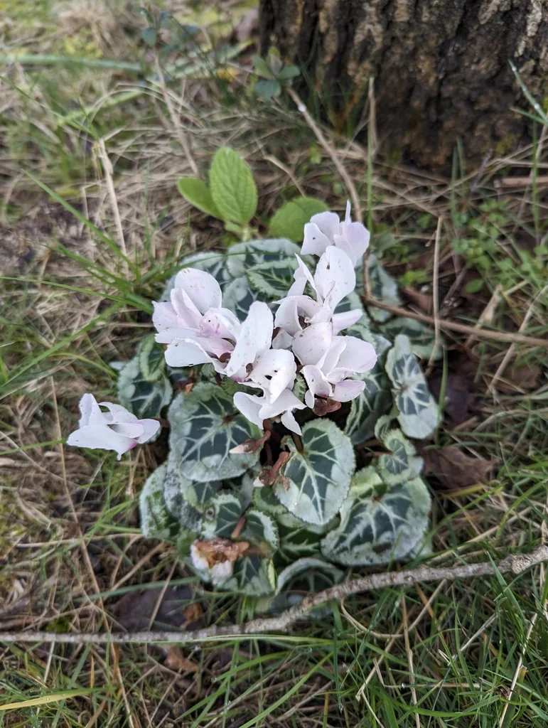 Cyclamen Persicum