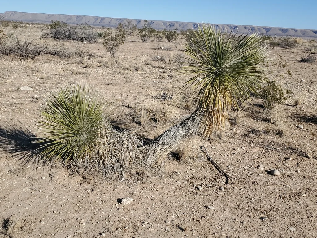 Yucca Elata