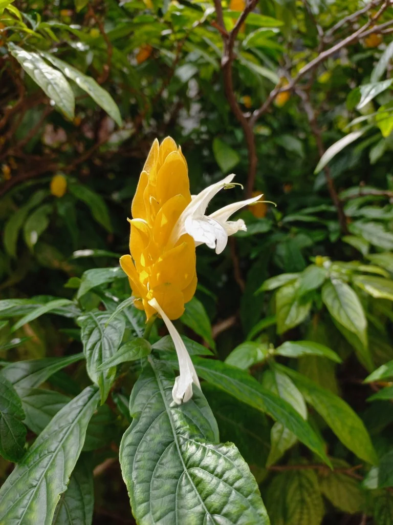 Pachystachys Lutea