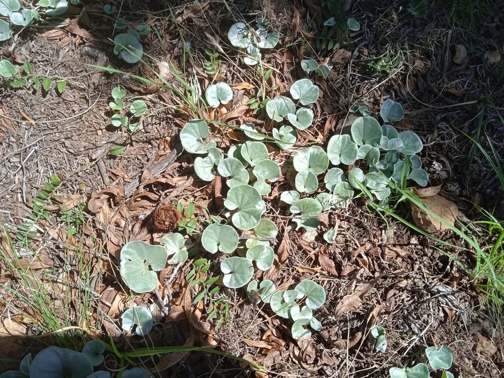 Dichondra argentea