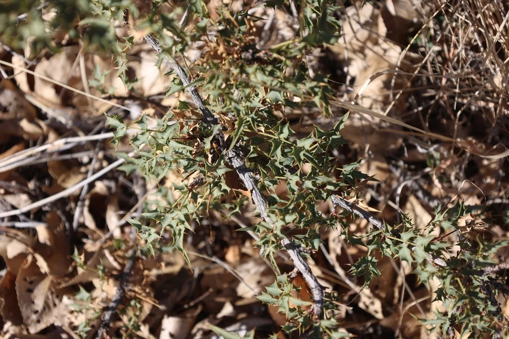 Berberis Haematocarpa