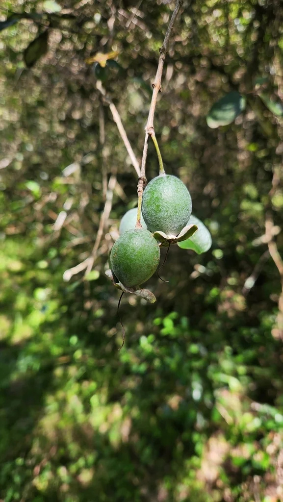Feijoa sellowiana