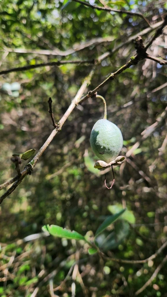 Feijoa sellowiana