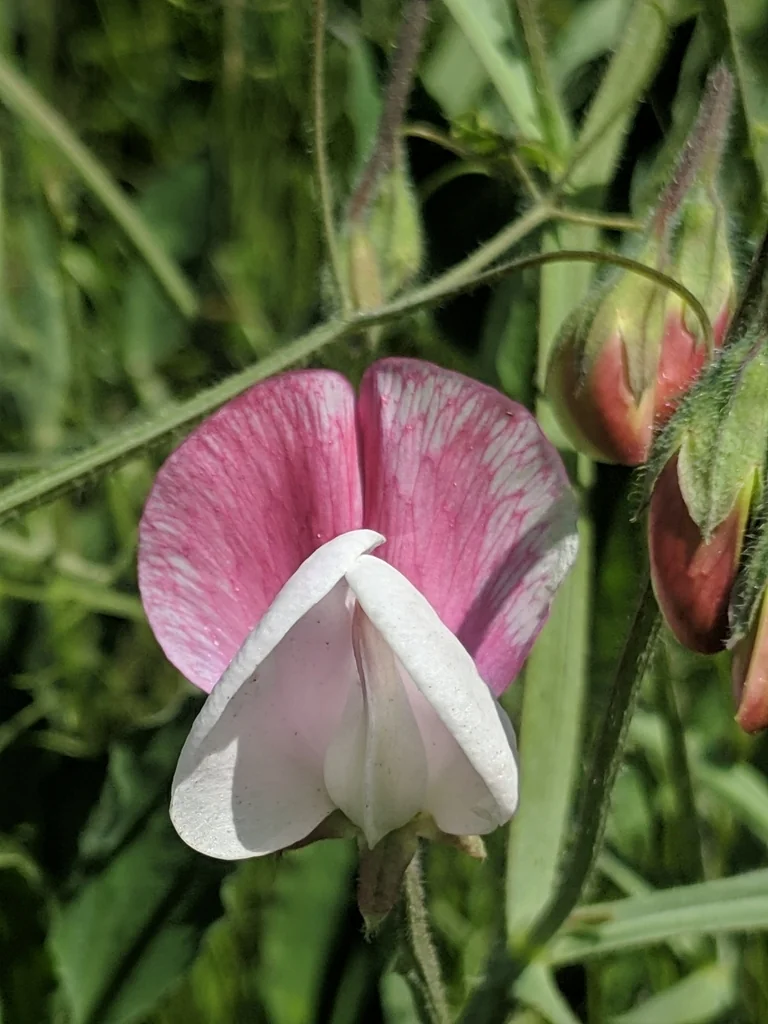 Lathyrus Odoratus