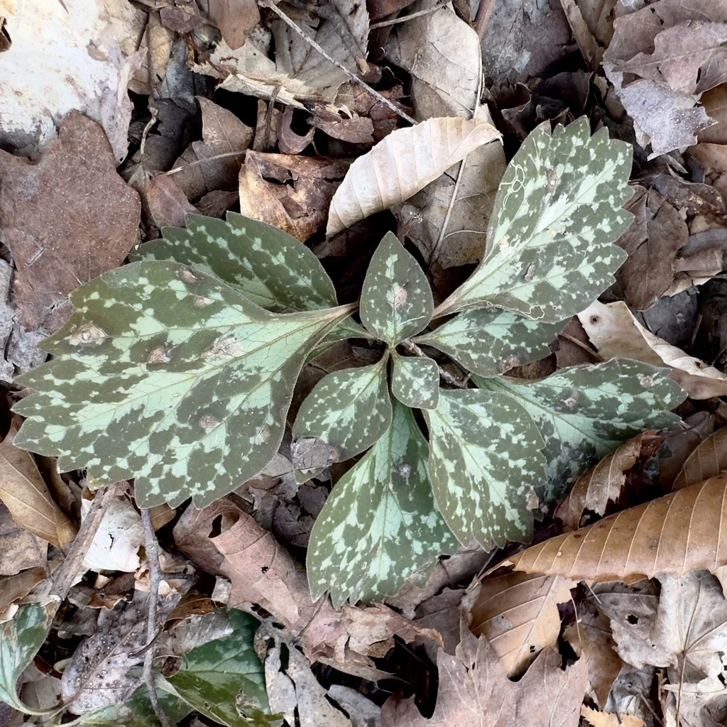 Pachysandra Procumbens