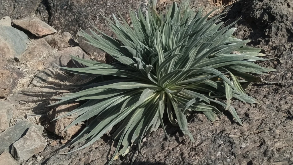 Echium Wildpretii