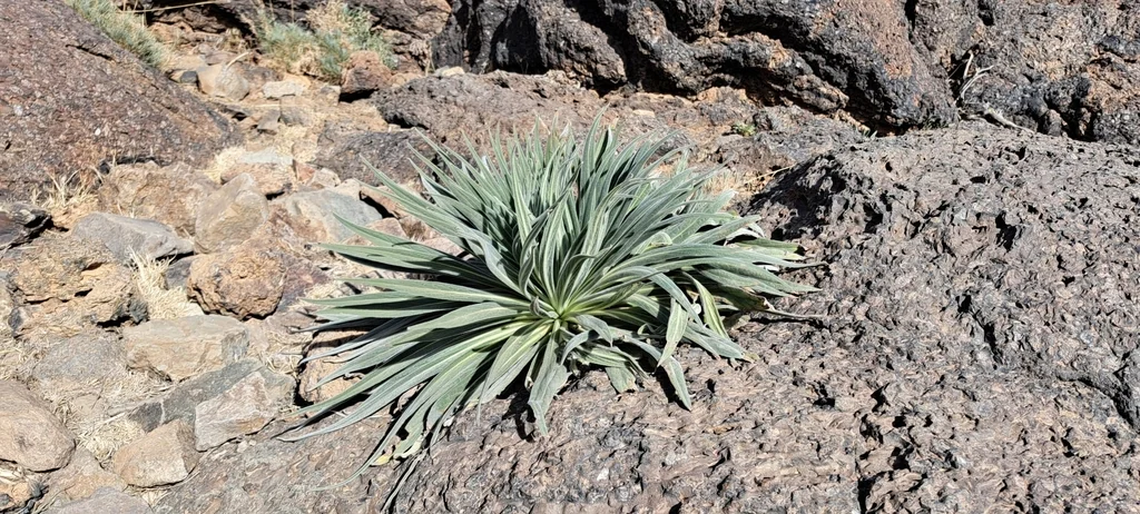 Echium Wildpretii