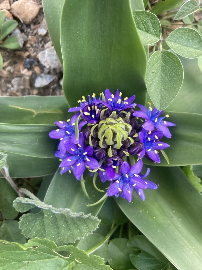 Scilla Peruviana