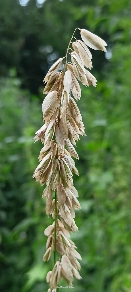 Melica Altissima