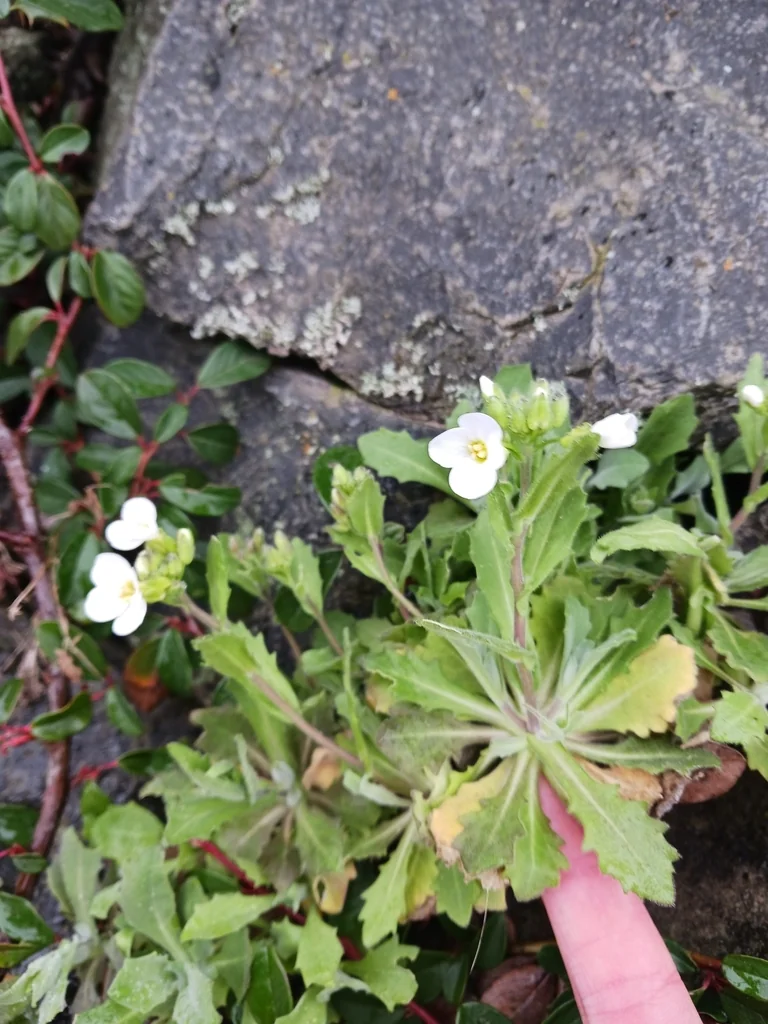Arabis Caucasica