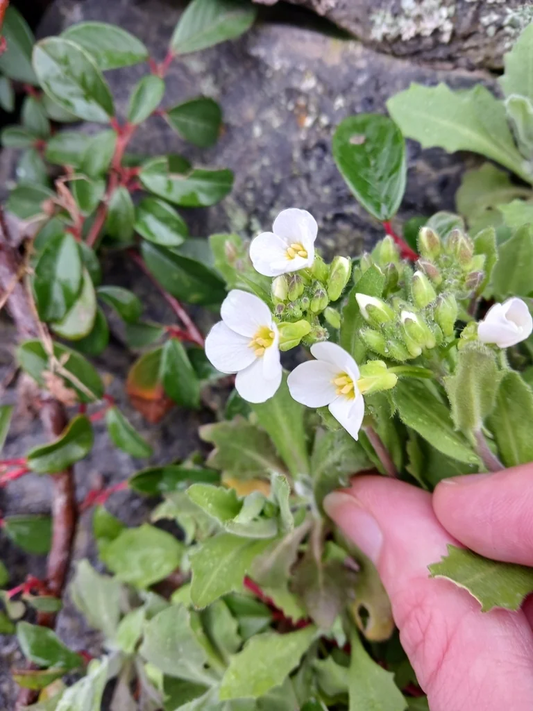 Arabis Caucasica