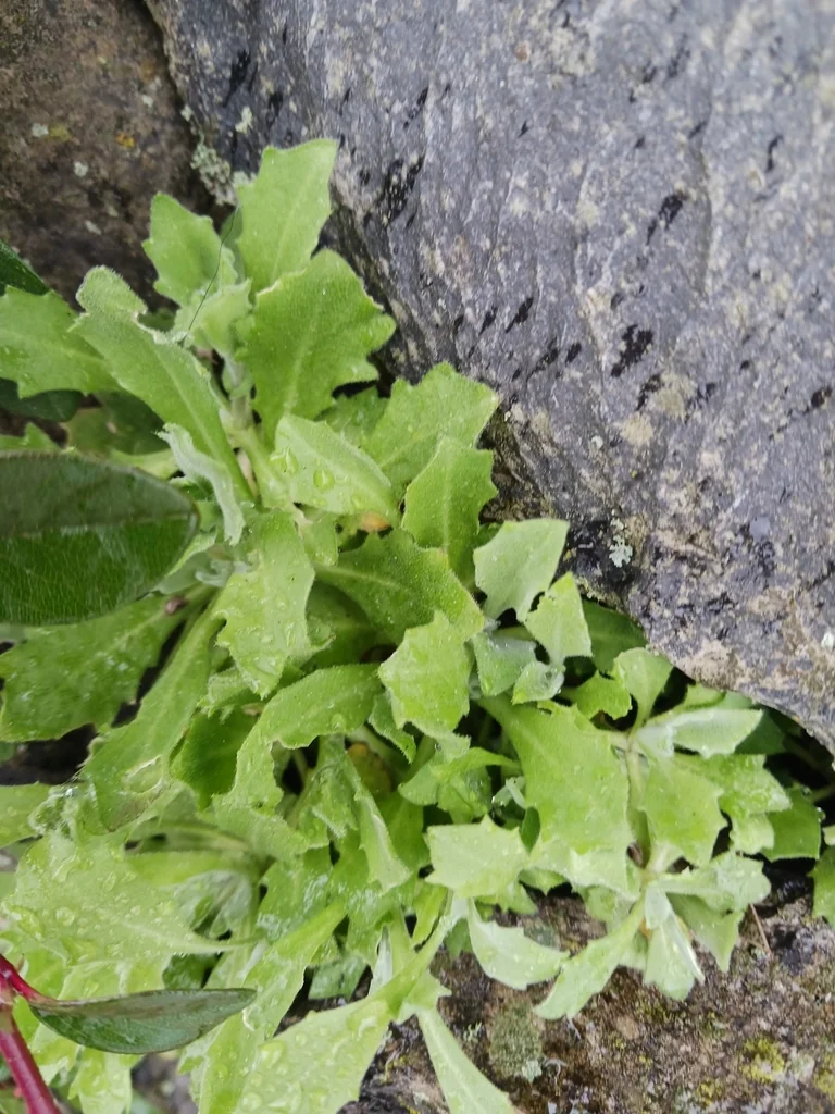 Arabis Caucasica