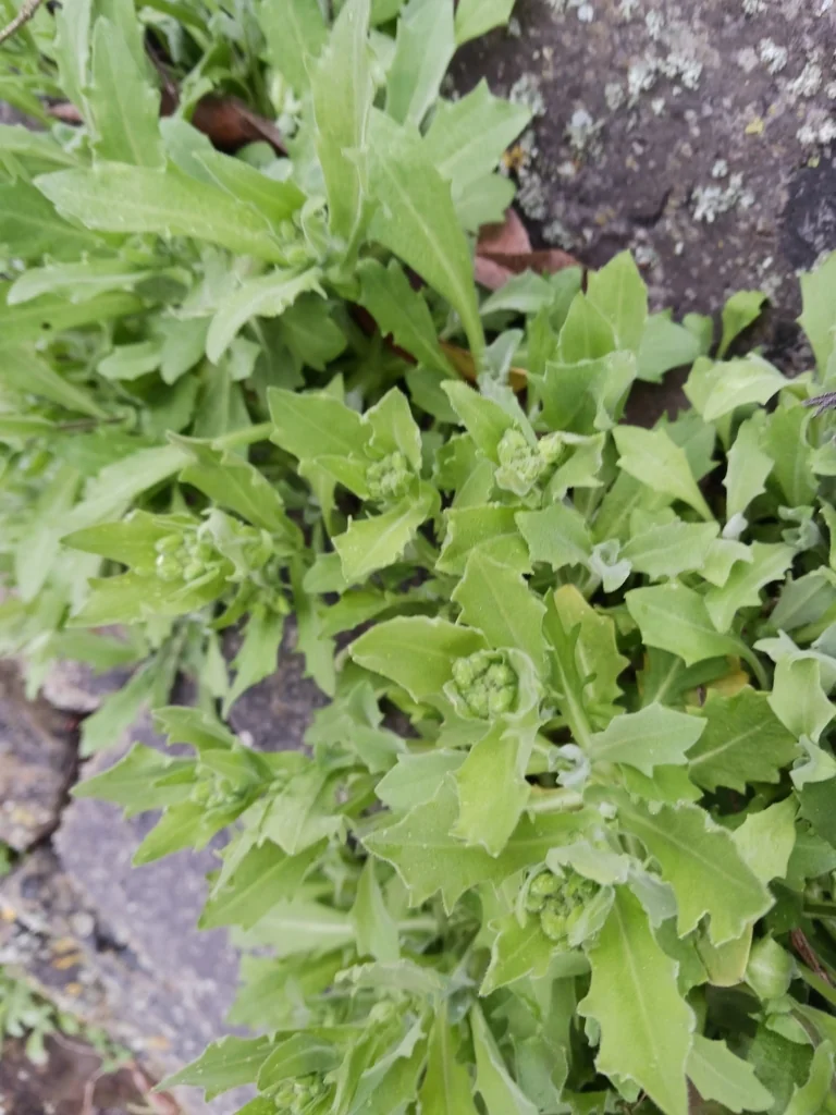 Arabis Caucasica