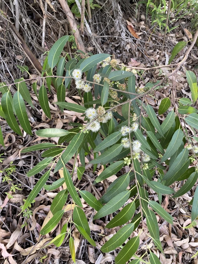 Eucalyptus grandis