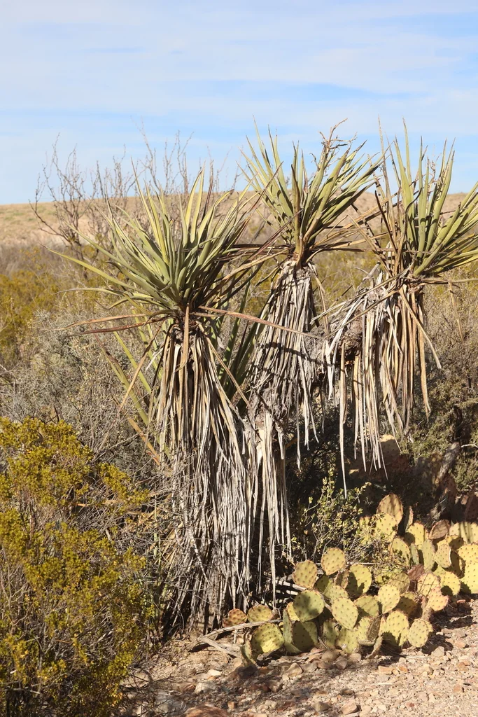 Yucca Torreyi