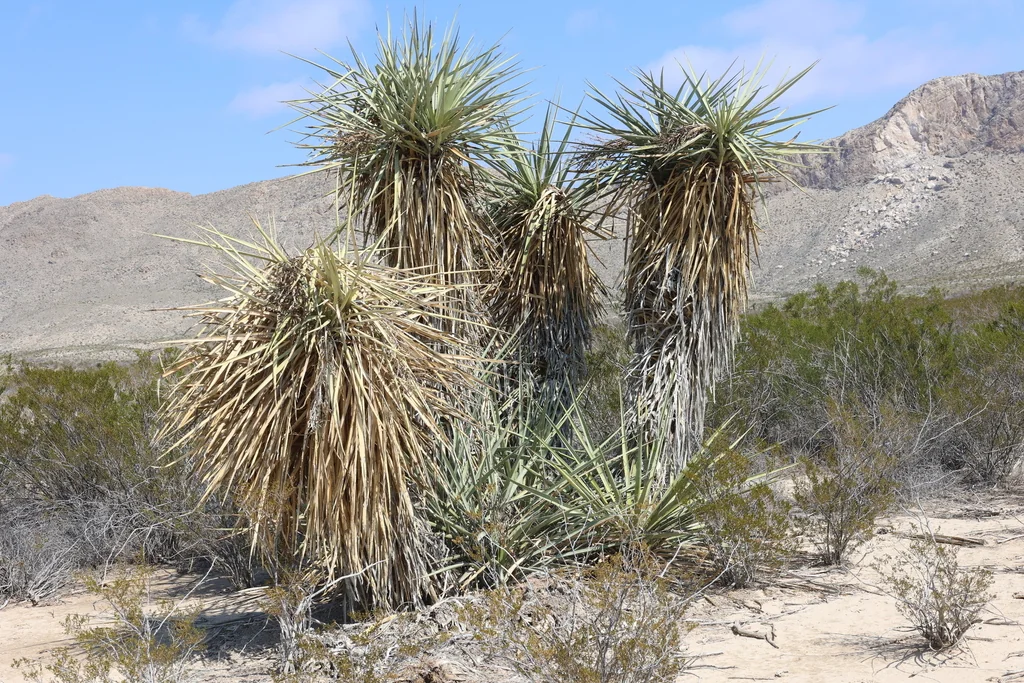 Yucca Torreyi