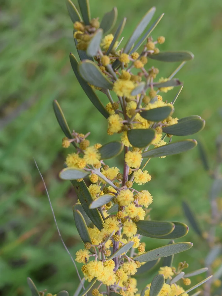 Acacia Redolens