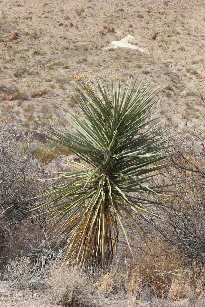 Yucca Torreyi