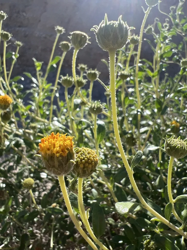 Encelia Frutescens