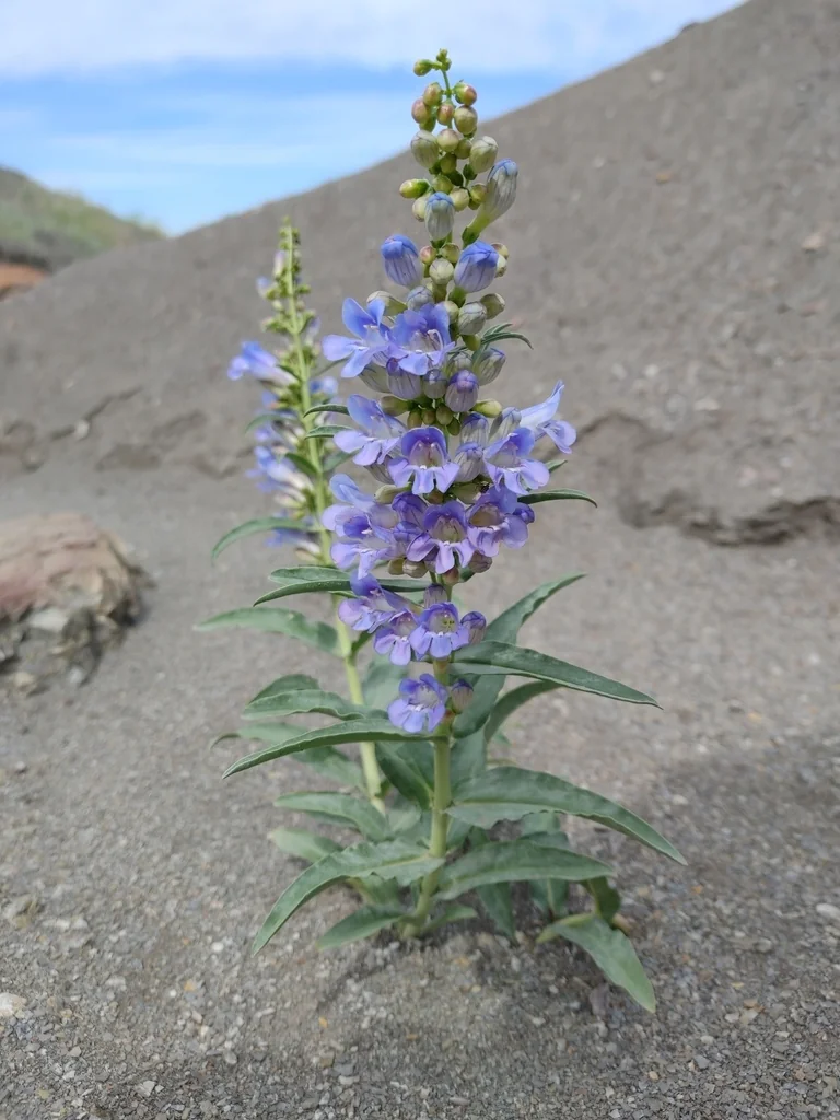 Penstemon Glaber