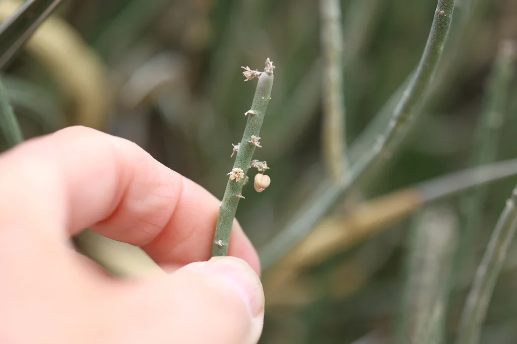 Euphorbia Antisyphilitica