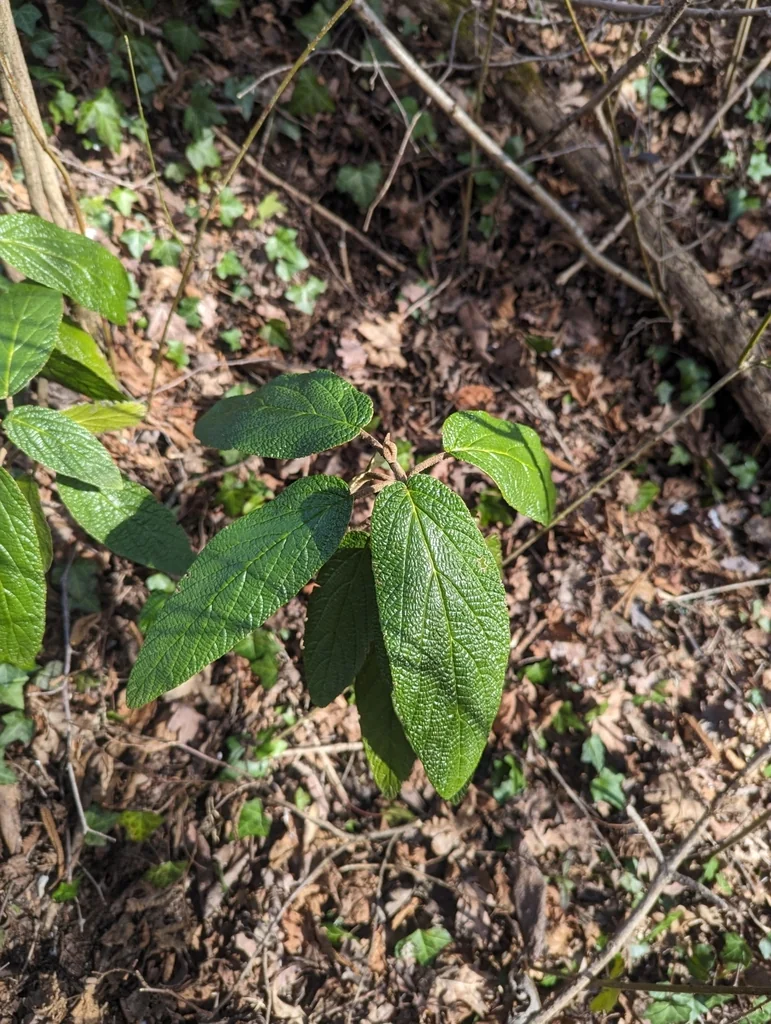Viburnum Rhytidophyllum