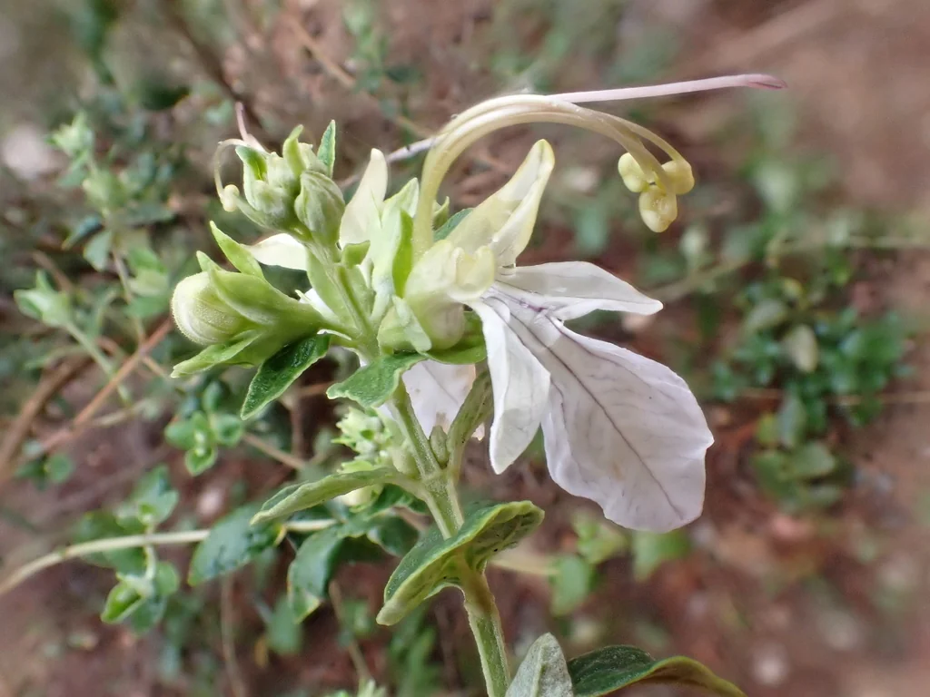 Teucrium Fruticans