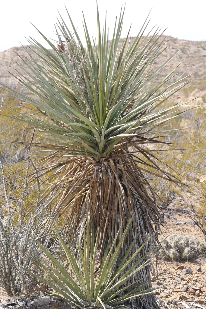 Yucca Torreyi