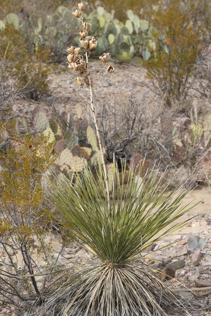 Yucca Elata