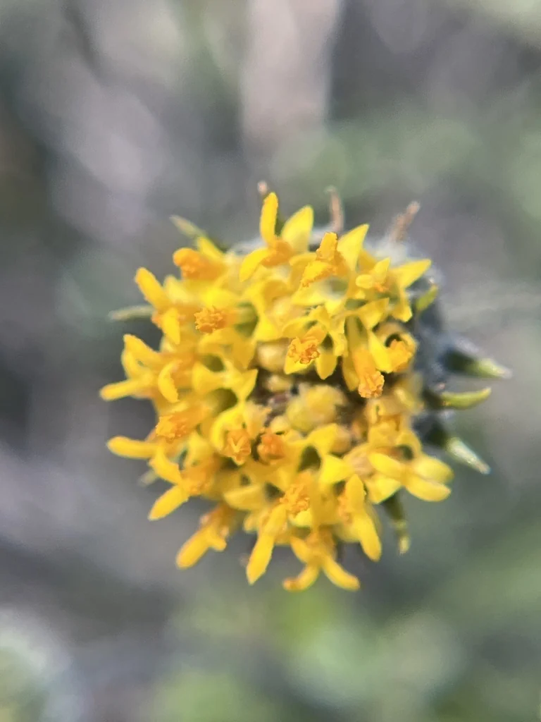 Encelia Frutescens