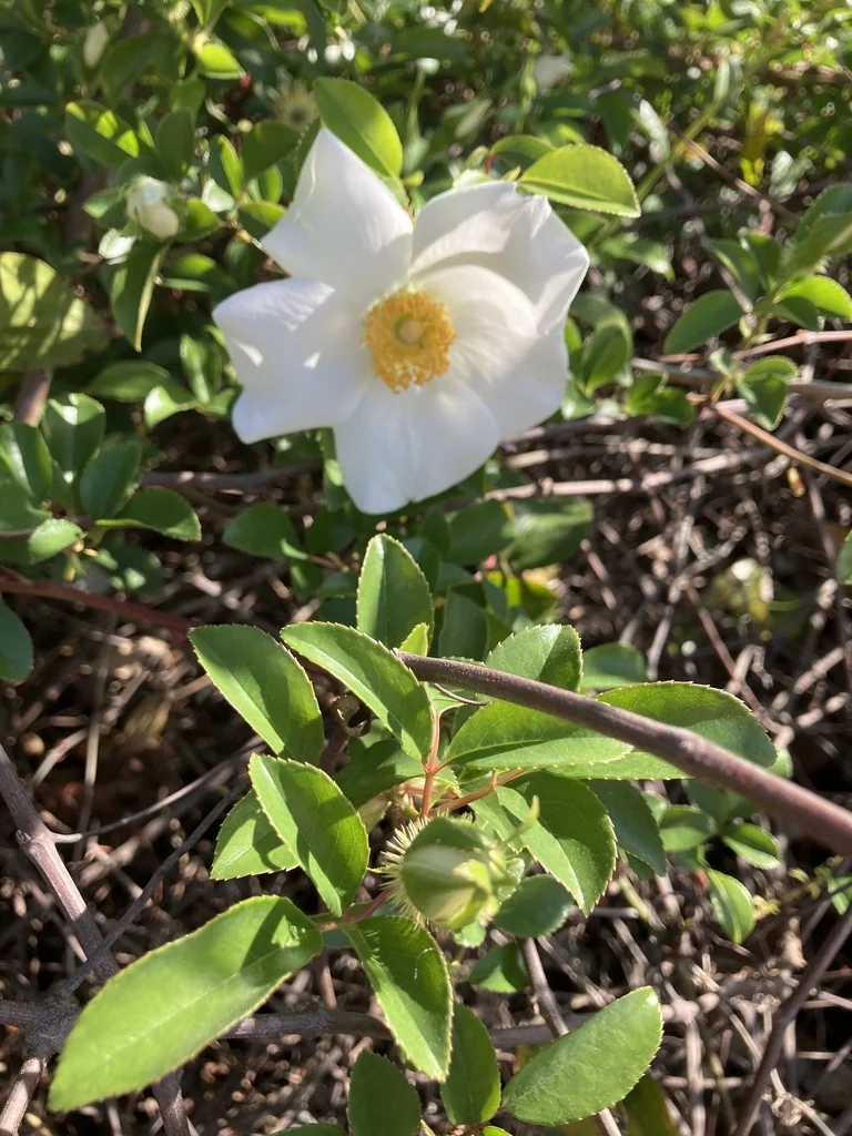 Rosa Laevigata