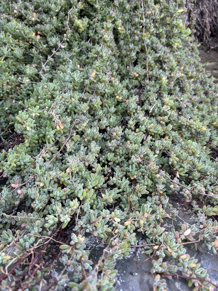 Drosanthemum Floribundum